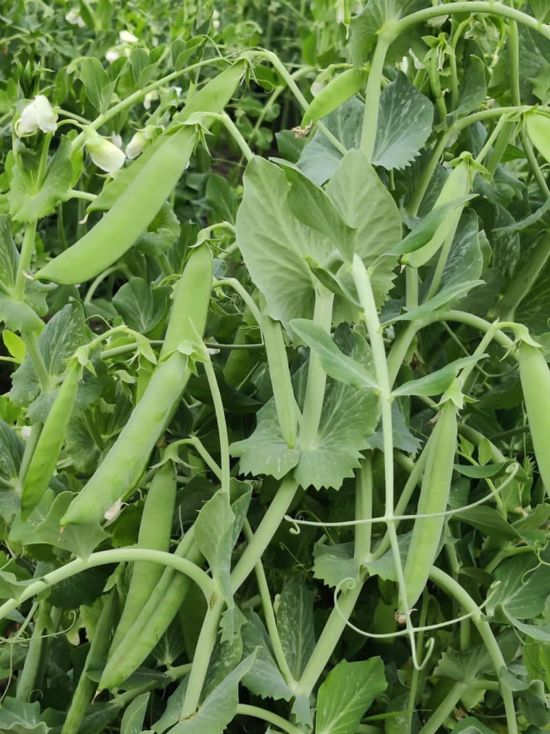 Diamond Green seed packaging