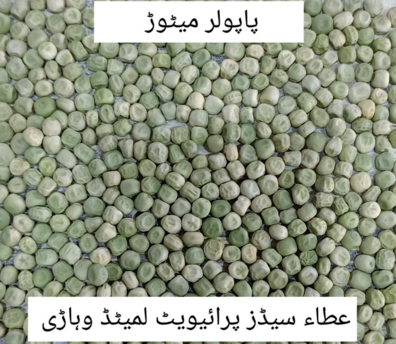 Atta Seeds field crop