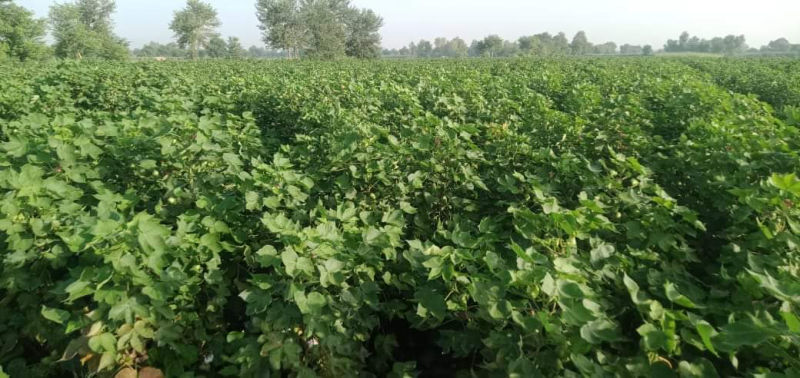 AS.85 seed line