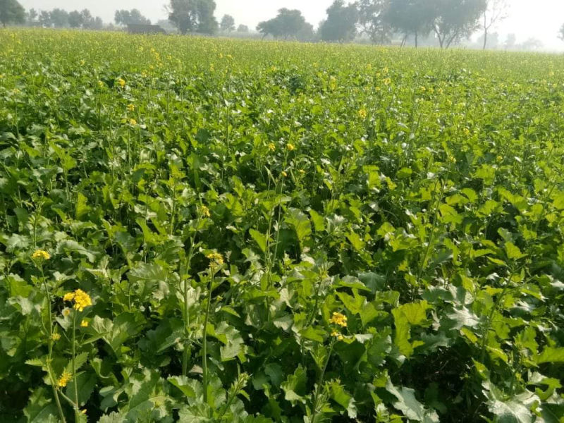Atta Seeds harvest