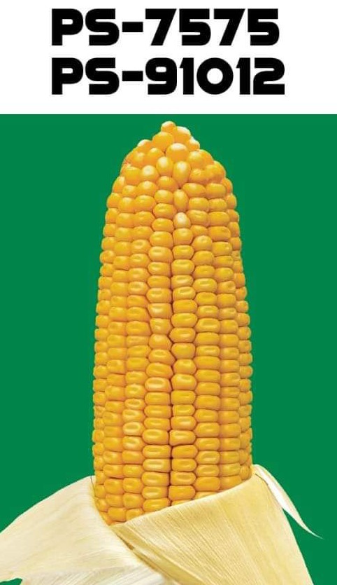 Atta Seeds product stand