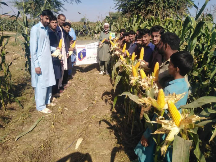 PS.6234 Atta Seeds